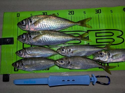 アジの釣果