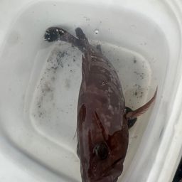 クエ