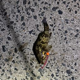 タケノコメバル