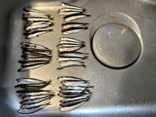 カタクチイワシの釣果