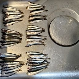 カタクチイワシ