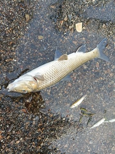 ニゴイの釣果