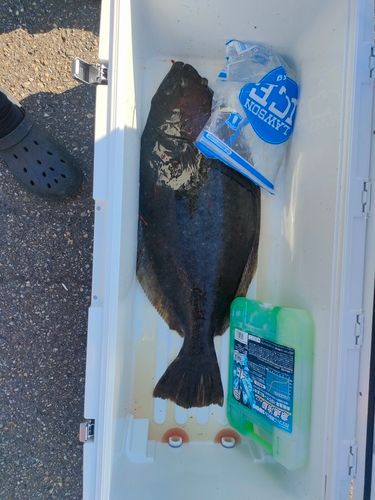 ヒラメの釣果