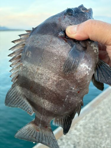 イシダイの釣果