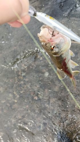 ニゴイの釣果