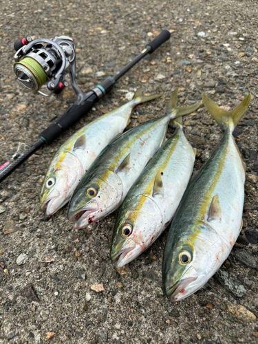 ツバスの釣果