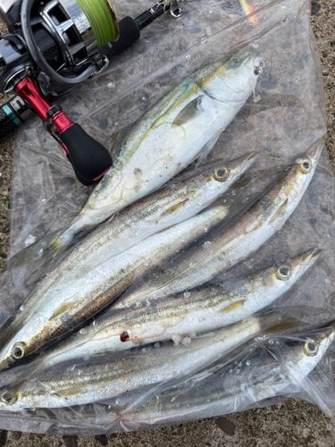 カマスの釣果