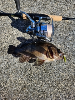 ムラソイの釣果