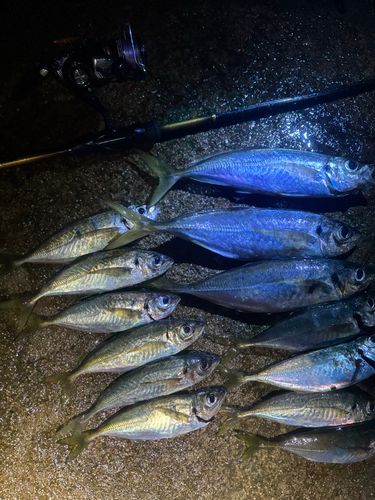 アジの釣果