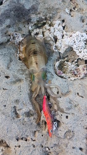 アオリイカの釣果