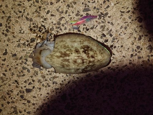 モンゴウイカの釣果