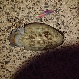 モンゴウイカ