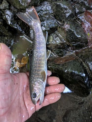 イワナの釣果