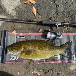 スモールマウスバス