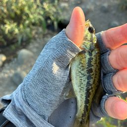 スモールマウスバス