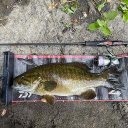 スモールマウスバス