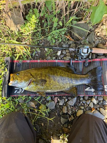 スモールマウスバスの釣果