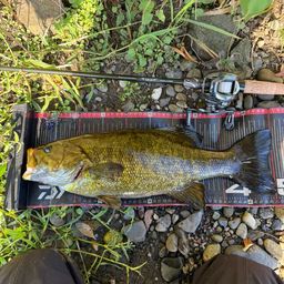 スモールマウスバス