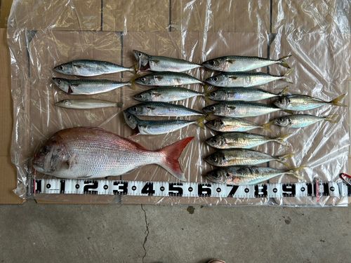 マダイの釣果