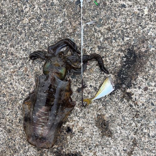 アオリイカの釣果