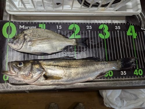 セイゴ（タイリクスズキ）の釣果