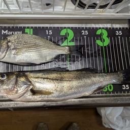 セイゴ（タイリクスズキ）