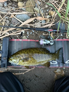 スモールマウスバスの釣果