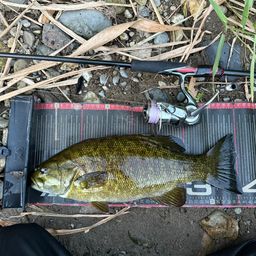 スモールマウスバス