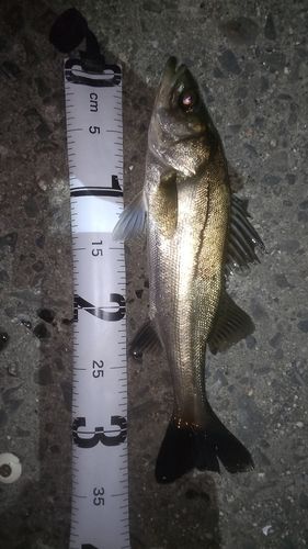 シーバスの釣果