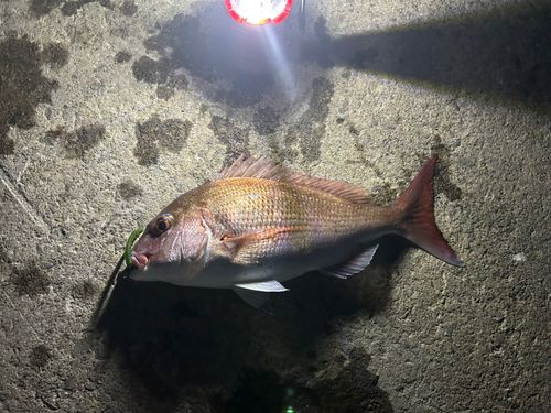 タイの釣果