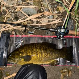 スモールマウスバス