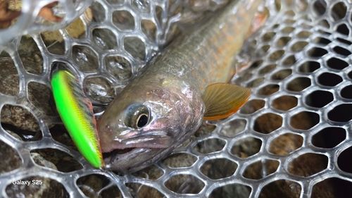 イワナの釣果