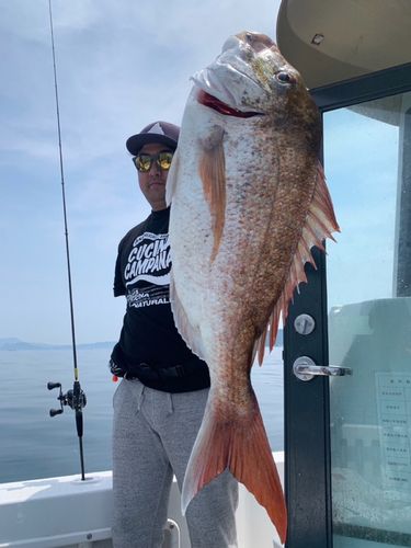 マダイの釣果