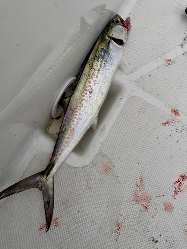 サゴシの釣果