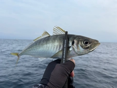 マアジの釣果