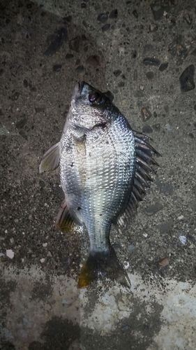 キビレの釣果