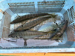 マアジの釣果