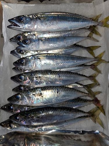 サバの釣果