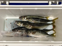 マイカの釣果