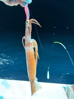 スルメイカの釣果