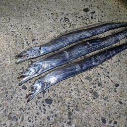 タチウオ