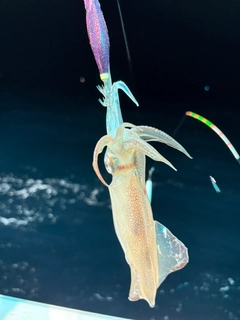 マイカの釣果