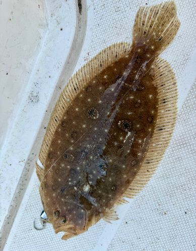ソゲの釣果