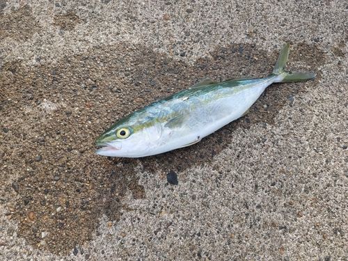 コゾクラの釣果