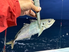 マアジの釣果