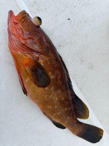 キジハタの釣果