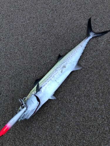サゴシの釣果