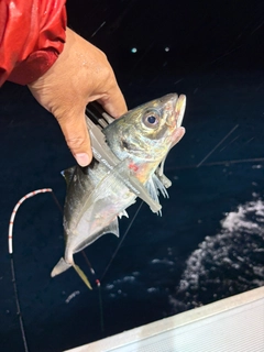 マアジの釣果