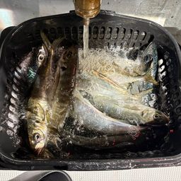 マアジ