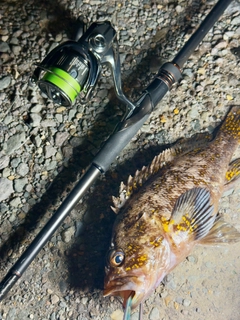 ハチガラの釣果